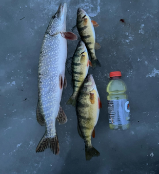 Lake Erie: Where Perch Fishing Dreams Come True